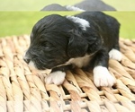 Small #6 Bernedoodle