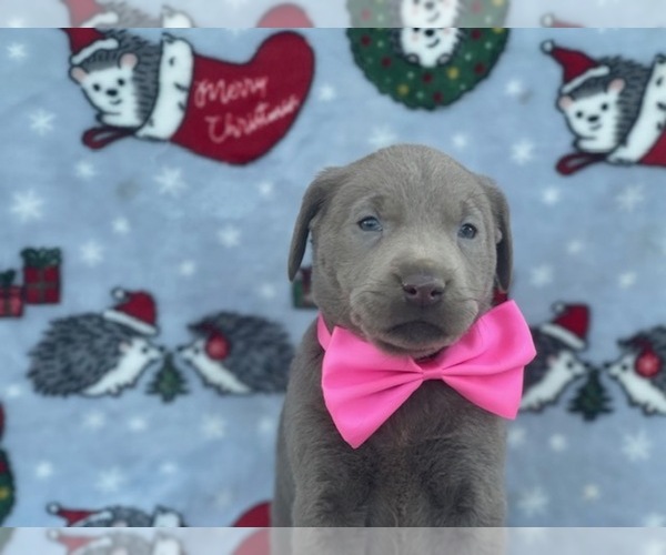 Medium Photo #2 Labrador Retriever Puppy For Sale in LANCASTER, PA, USA