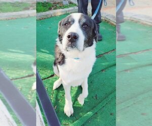 Great Pyrenees-Unknown Mix Dogs for adoption in Perth Amboy, NJ, USA