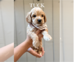 Small #2 Cock-A-Poo
