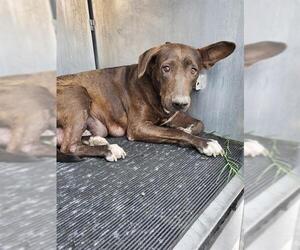 Labrador Retriever Dogs for adoption in San Antonio, TX, USA