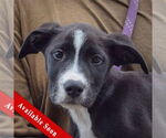 Small American Bulldog-American Staffordshire Terrier Mix