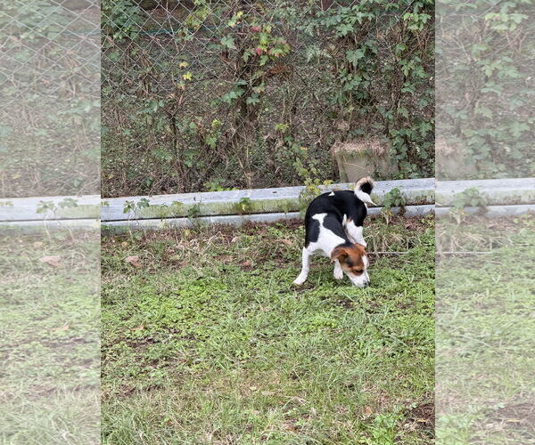 Medium Photo #3 Beagle Puppy For Sale in Oakhurst, NJ, USA