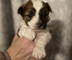Puppy Puppy 4 Morkie