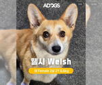 Small #1 Pembroke Welsh Corgi