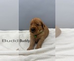 Small #7 Golden Retriever