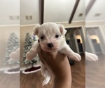 Puppy Waffles Maltese