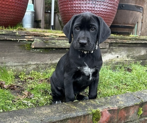 Medium Photo #32 German Shorthaired Lab Puppy For Sale in TACOMA, WA, USA