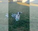 Dotty (NY-Danielle) - Female Australian Shepherd-Unknown Mix Dog for Adoption - Small photo