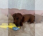 Image preview for Ad Listing. Nickname: churro