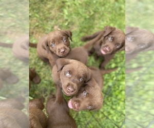Chocolate Labrador retriever-Labrador Retriever Mix Puppy for Sale in HARRISVILLE, Rhode Island USA