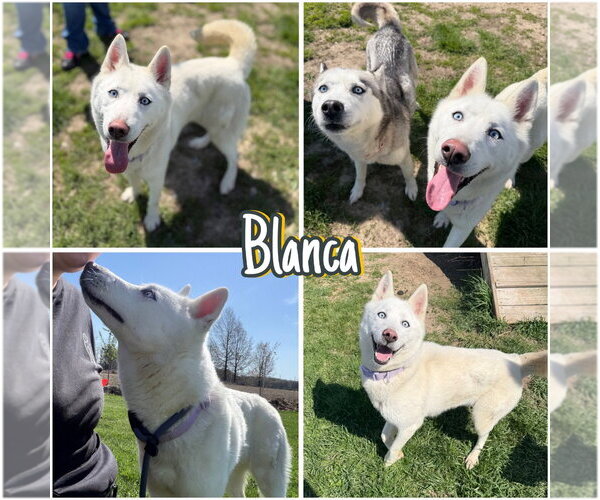 Medium Photo #1 Siberian Husky Puppy For Sale in Pierceton , IN, USA