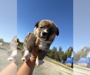 Pembroke Welsh Corgi Puppy for sale in OAKLEY, CA, USA