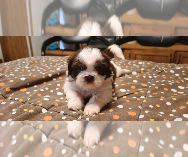 Medium Photo #19 Shih Tzu Puppy For Sale in BELLEVILLE, MI, USA