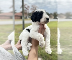 Goldendoodle-Poodle (Standard) Mix Puppy for sale in SPRING HILL, FL, USA