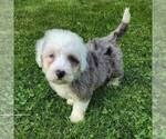Small Photo #2 Bernedoodle Puppy For Sale in DALTON, OH, USA
