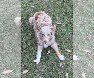 Australian Shepherd Dogs for adoption in Valrico, FL, USA