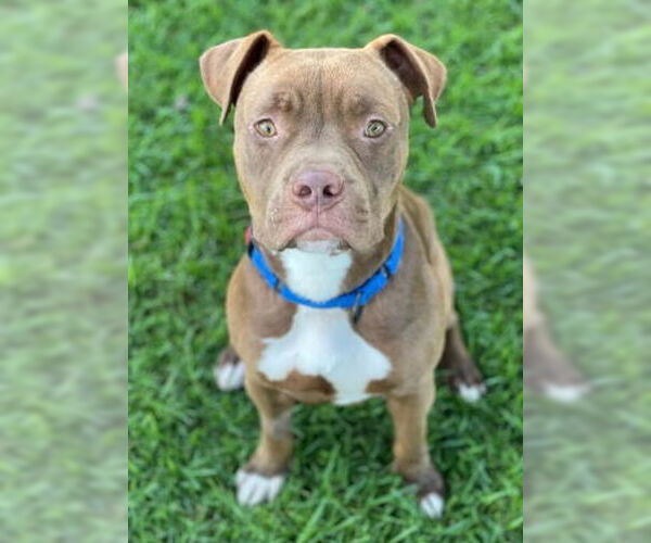 Medium Photo #7 American Pit Bull Terrier-Unknown Mix Puppy For Sale in Ventura, CA, USA