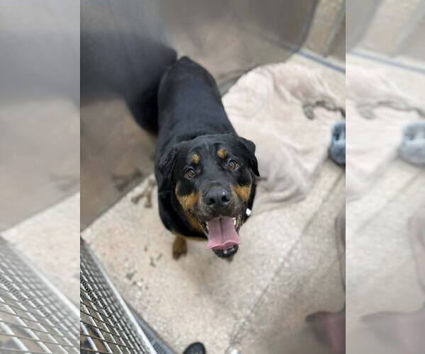 Medium Photo #1 Rottweiler Puppy For Sale in Martinsburg, WV, USA