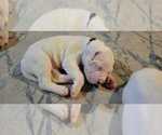 Small Photo #23 Dogo Argentino Puppy For Sale in BROOMALL, PA, USA