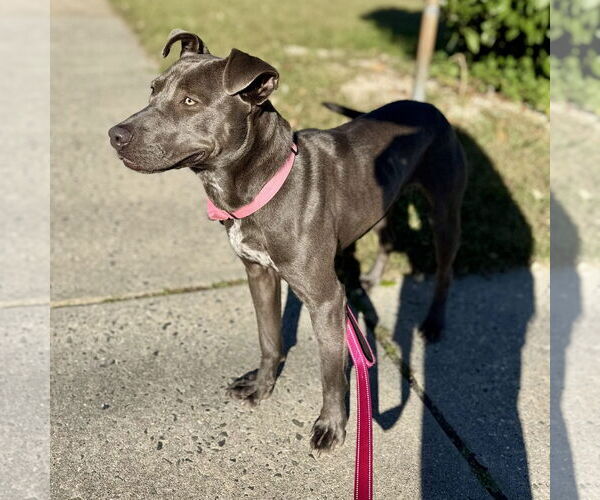 Medium Photo #4 American Pit Bull Terrier-Labrador Retriever Mix Puppy For Sale in Oakhurst, NJ, USA