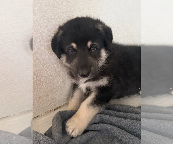 Medium Photo #3 German Shepherd Dog Puppy For Sale in Bolivar, MO, USA