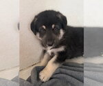 Small #2 German Shepherd Dog