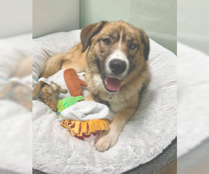 Golden Retriever-Huskies  Mix Dogs for adoption in Skokie, IL, USA