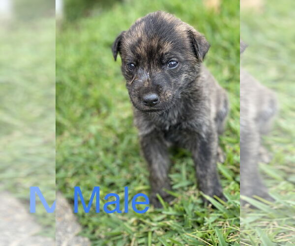Medium Photo #1 Catahoula Leopard Dog-German Shepherd Dog Mix Puppy For Sale in New Orleans, LA, USA