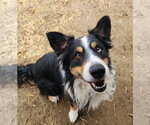 Small Australian Shepherd Mix