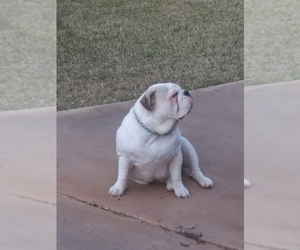 Mother of the Bulldog puppies born on 04/27/2019