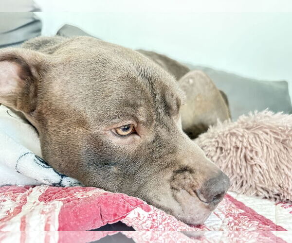 Medium Photo #4 Mutt Puppy For Sale in Gulfport, MI, USA