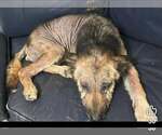 Small Photo #4 German Shepherd Dog-Unknown Mix Puppy For Sale in Visalia, CA, USA