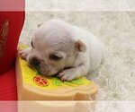 Small Photo #3 French Bulldog Puppy For Sale in SHORT HILLS, NJ, USA