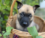 Small #7 Belgian Malinois