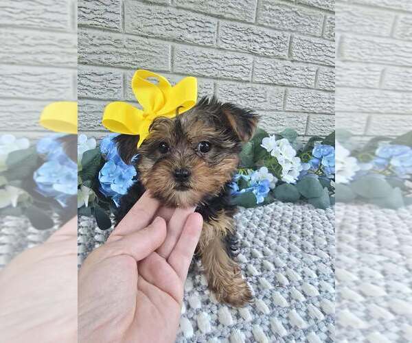 Medium Photo #3 Yorkshire Terrier Puppy For Sale in INDIANAPOLIS, IN, USA