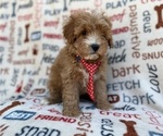 Small #7 Cavapoo (Miniature)