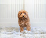 Small #2 Maltipoo