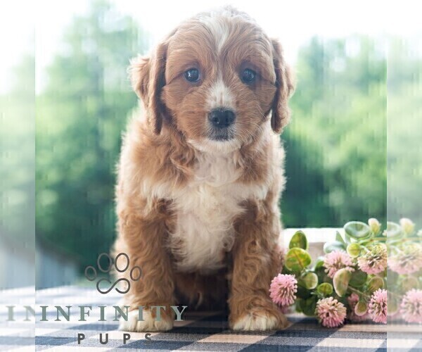 Medium Photo #3 Cavapoo (Miniature) Puppy For Sale in DORNSIFE, PA, USA