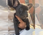 Small #2 French Bulldog