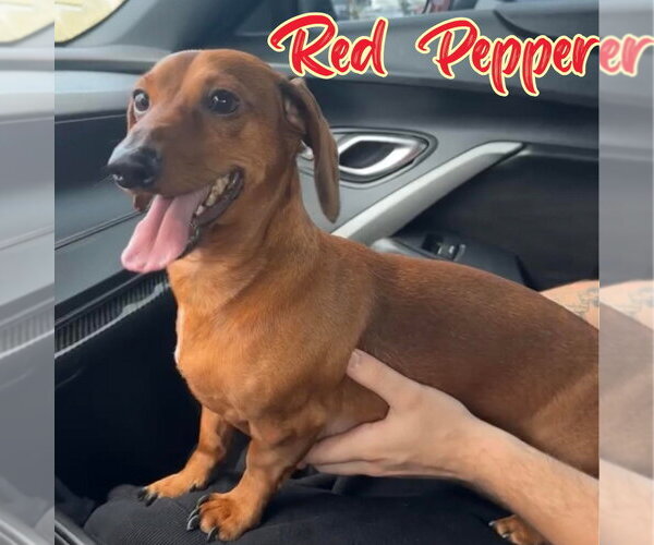 Medium Photo #5 Dachshund Puppy For Sale in San Antonio, TX, USA