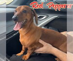 Small #4 Dachshund