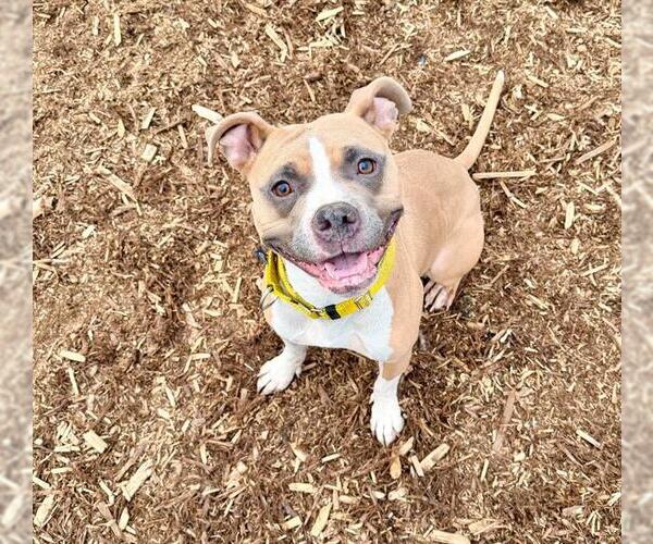 Medium Photo #1 American Pit Bull Terrier Puppy For Sale in Denver, CO, USA