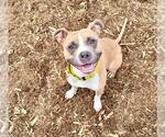 Small American Pit Bull Terrier