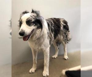 Australian Shepherd Dogs for adoption in West Valley, UT, USA