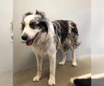 Small Australian Shepherd