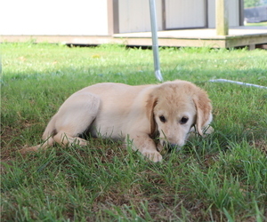 Golden Retriever Puppy for sale in LA RUSSELL, MO, USA