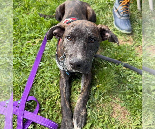 Medium Photo #4 Mutt Puppy For Sale in Tarrytown, GA, USA