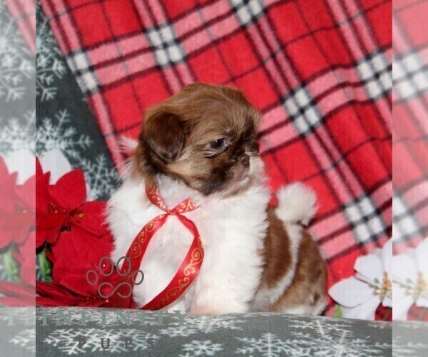 Medium Photo #5 Shih Tzu Puppy For Sale in WINDSOR, PA, USA