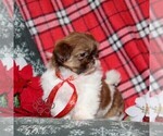 Small #4 Shih Tzu